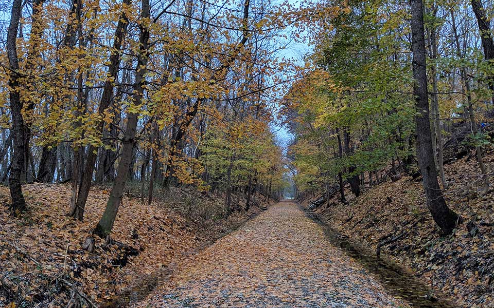 Leaves in fall season covering trail and woods on left and right